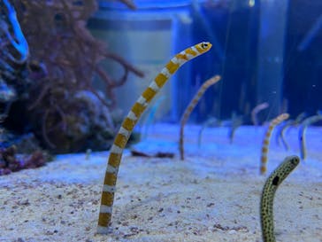 名古屋港水族館に投稿された画像（2022/2/27）