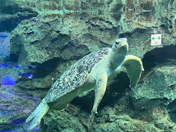 名古屋港水族館に投稿された画像（2022/2/27）