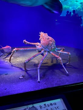 新江ノ島水族館に投稿された画像（2022/2/27）