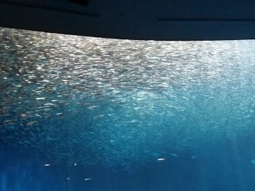 名古屋港水族館に投稿された画像（2022/2/27）
