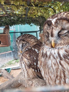 しろとり動物園に投稿された画像（2022/2/27）