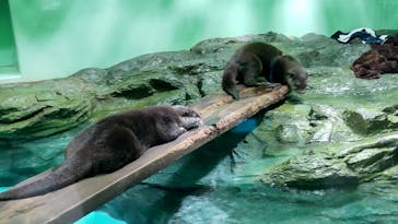 しながわ水族館に投稿された画像（2022/2/27）