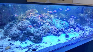 しながわ水族館に投稿された画像（2022/2/27）