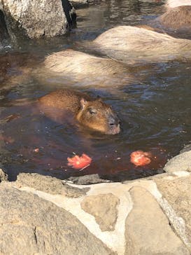 伊豆シャボテン動物公園に投稿された画像（2022/2/27）