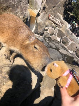 伊豆シャボテン動物公園に投稿された画像（2022/2/27）