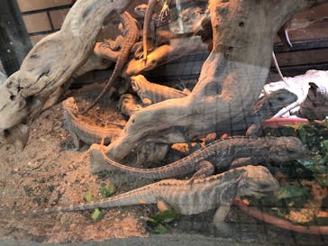 体感型動物園iZooに投稿された画像（2022/2/27）