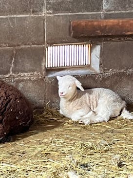 まかいの牧場に投稿された画像（2022/2/27）