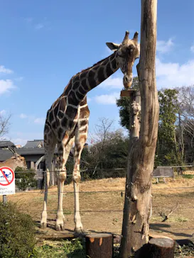 天王寺動物園に投稿された画像（2022/2/27）