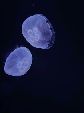 サンシャイン水族館に投稿された画像（2022/2/27）