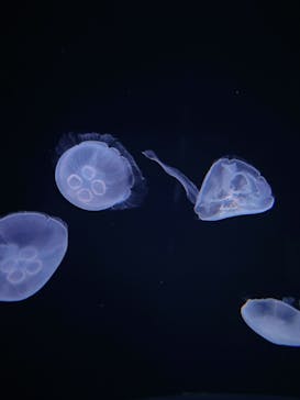 サンシャイン水族館に投稿された画像（2022/2/27）