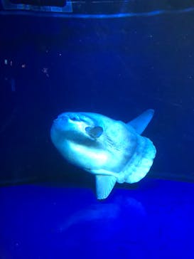 サンシャイン水族館に投稿された画像（2022/2/27）
