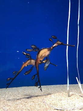 サンシャイン水族館に投稿された画像（2022/2/27）