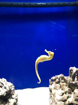 サンシャイン水族館に投稿された画像（2022/2/27）