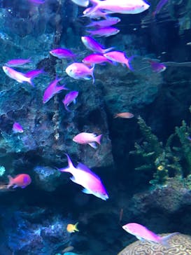 サンシャイン水族館に投稿された画像（2022/2/27）