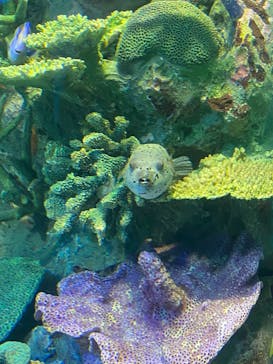 サンシャイン水族館に投稿された画像（2022/2/27）