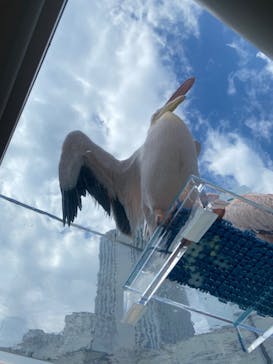 サンシャイン水族館に投稿された画像（2022/2/27）