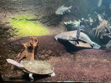 サンシャイン水族館に投稿された画像（2022/2/27）