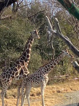 天王寺動物園に投稿された画像（2022/2/27）