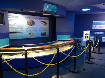 しながわ水族館に投稿された画像（2022/2/27）