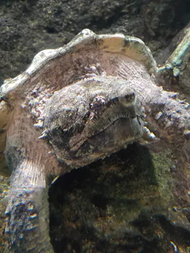 天王寺動物園に投稿された画像（2022/2/27）