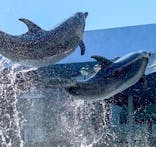 大分マリーンパレス水族館 「うみたまご」に投稿された画像（2022/2/27）