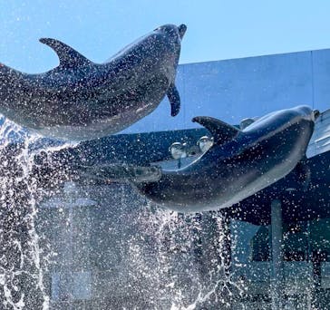 大分マリーンパレス水族館 「うみたまご」に投稿された画像（2022/2/27）