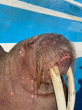 大分マリーンパレス水族館 「うみたまご」に投稿された画像（2022/2/27）
