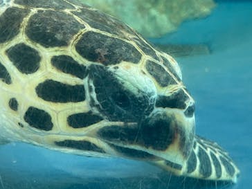 大分マリーンパレス水族館 「うみたまご」に投稿された画像（2022/2/27）