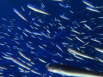 大分マリーンパレス水族館 「うみたまご」に投稿された画像（2022/2/27）