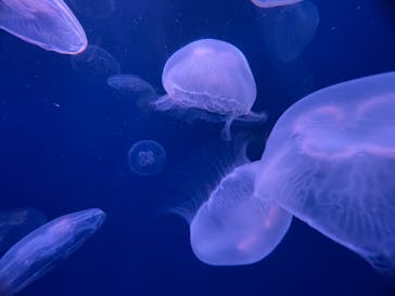 大分マリーンパレス水族館 「うみたまご」に投稿された画像（2022/2/27）