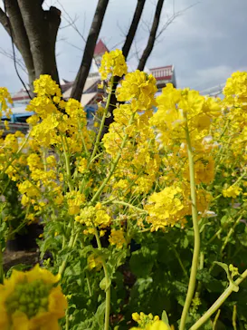 ひらかたパークに投稿された画像（2022/2/27）