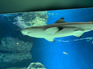 マクセル アクアパーク品川に投稿された画像（2022/2/27）