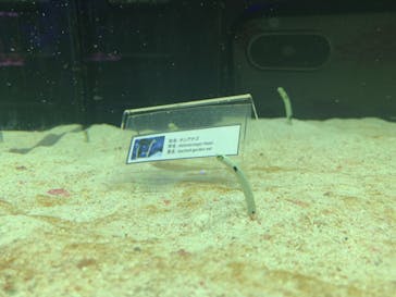 マクセル アクアパーク品川に投稿された画像（2022/2/27）