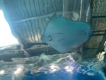 マクセル アクアパーク品川に投稿された画像（2022/2/27）