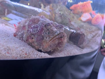 マクセル アクアパーク品川に投稿された画像（2022/2/27）