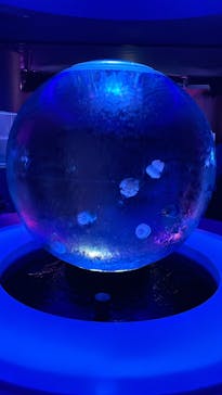 新江ノ島水族館に投稿された画像（2022/2/27）