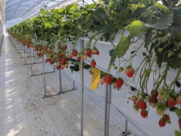 井上寅雄農園に投稿された画像（2022/2/27）