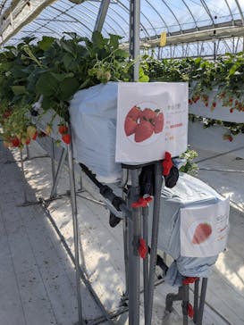 井上寅雄農園に投稿された画像（2022/2/27）