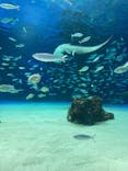 サンシャイン水族館に投稿された画像（2022/2/27）