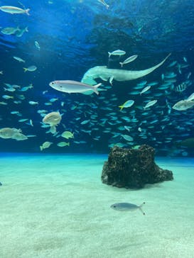 サンシャイン水族館に投稿された画像（2022/2/27）