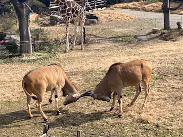 天王寺動物園に投稿された画像（2022/2/27）