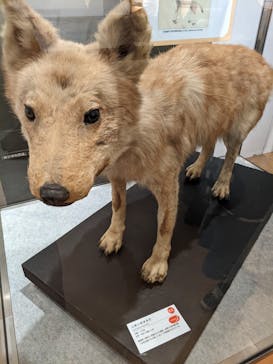 国立科学博物館に投稿された画像（2022/2/27）