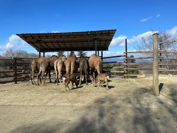 群馬サファリパークに投稿された画像（2022/2/27）