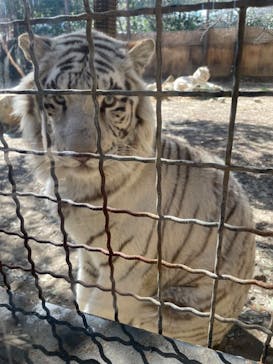 群馬サファリパークに投稿された画像（2022/2/27）