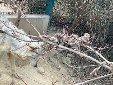 群馬サファリパークに投稿された画像（2022/2/27）