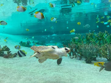 鴨川シーワールドに投稿された画像（2022/2/27）