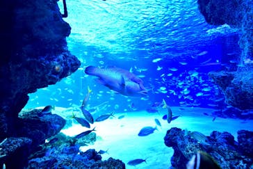サンシャイン水族館に投稿された画像（2022/2/27）