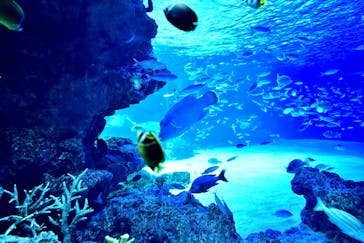 サンシャイン水族館に投稿された画像（2022/2/27）