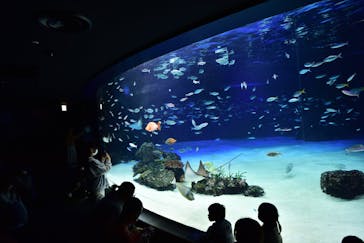 サンシャイン水族館に投稿された画像（2022/2/27）