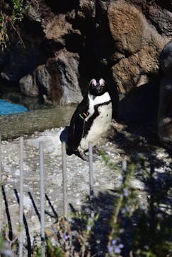 サンシャイン水族館に投稿された画像（2022/2/27）